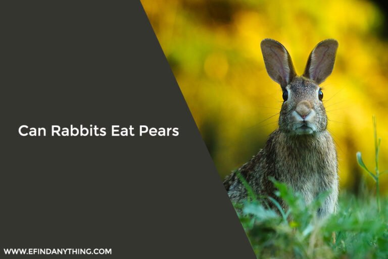 Can Rabbits Eat Pears
