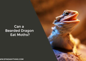 Can a Bearded Dragon Eat Moths