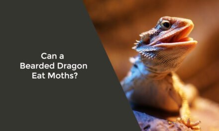 Can a Bearded Dragon Eat Moths?