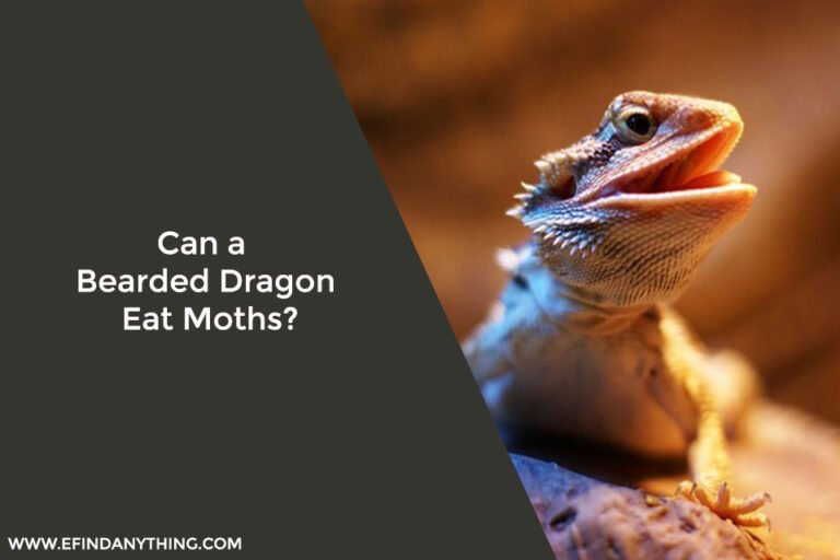 Can a Bearded Dragon Eat Moths