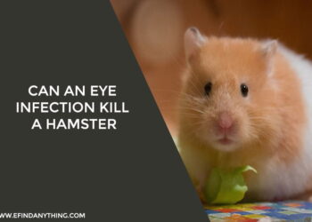 Can an eye infection kill a hamster