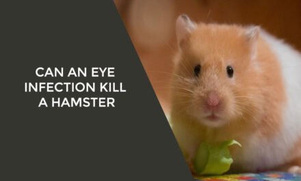 Can an eye infection kill a hamster