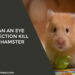 Can an eye infection kill a hamster
