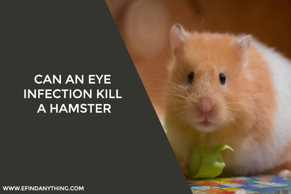 Can an eye infection kill a hamster