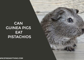 Can guinea pigs eat Pistachios