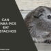 Can guinea pigs eat Pistachios