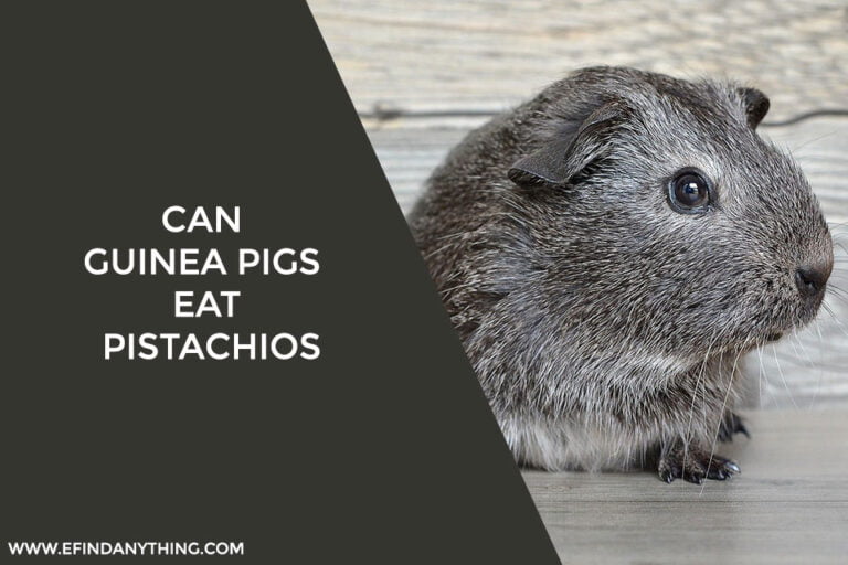 Can guinea pigs eat Pistachios