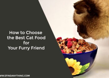 How to Choose the Best Cat Food