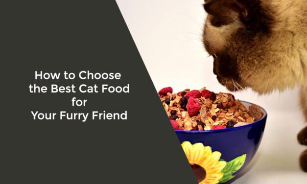 How to Choose the Best Cat Food for Your Furry Friend