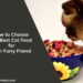 How to Choose the Best Cat Food