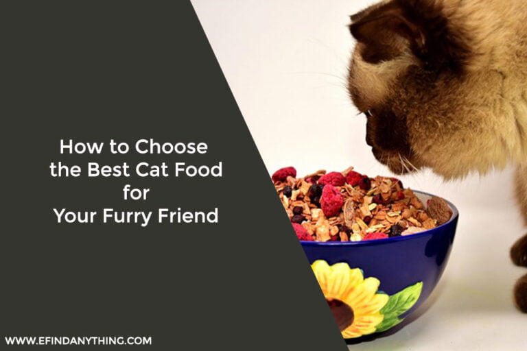 How to Choose the Best Cat Food