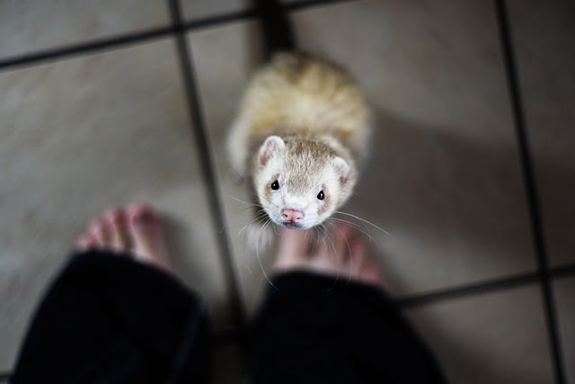 Ferrets Eat Watermelon