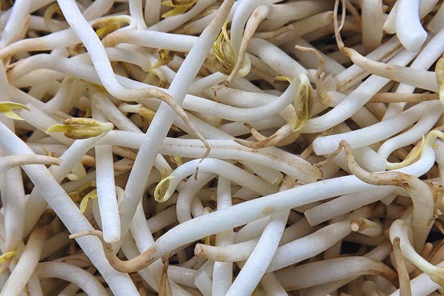 Can Bearded Dragons Eat Bean Sprouts