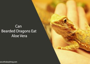 Can Bearded Dragons Eat Aloe Vera
