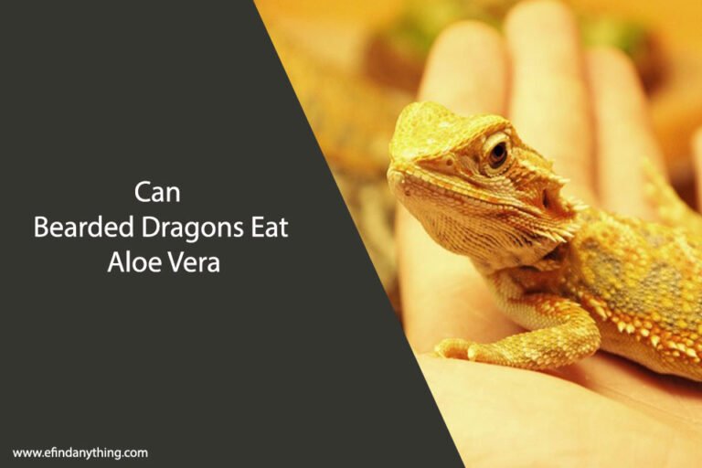 Can Bearded Dragons Eat Aloe Vera