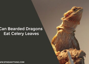 Can Bearded Dragons Eat Celery Leaves