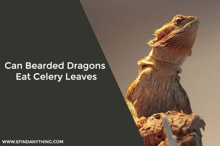 Can Bearded Dragons Eat Celery Leaves