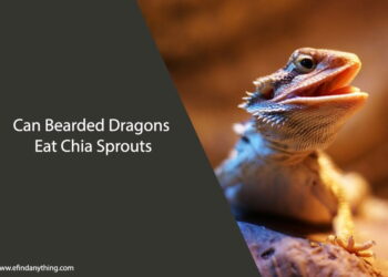 Can Bearded Dragons Eat Chia Sprouts