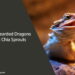 Can Bearded Dragons Eat Chia Sprouts
