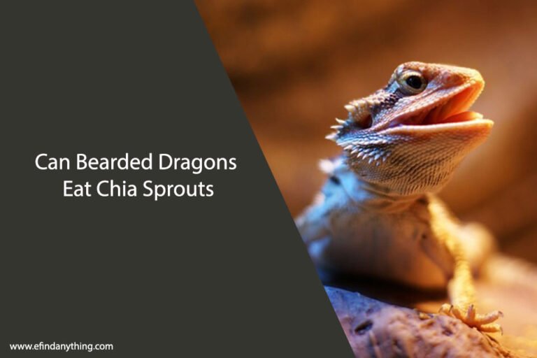 Can Bearded Dragons Eat Chia Sprouts