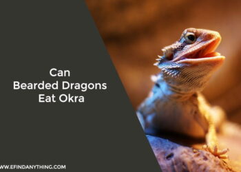 Can Bearded Dragons Eat Okra