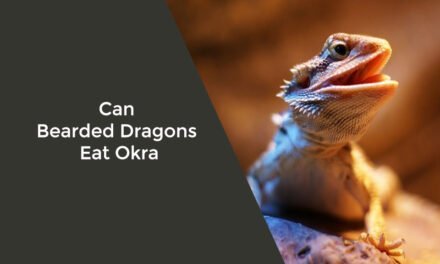 Can Bearded Dragons Eat Okra