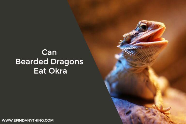 Can Bearded Dragons Eat Okra