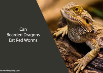 Can Bearded Dragons Eat Red Worms