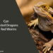 Can Bearded Dragons Eat Red Worms