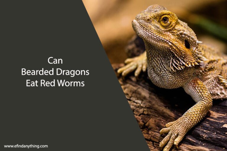 Can Bearded Dragons Eat Red Worms