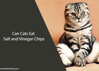 Can Cats Eat Salt and Vinegar Chips