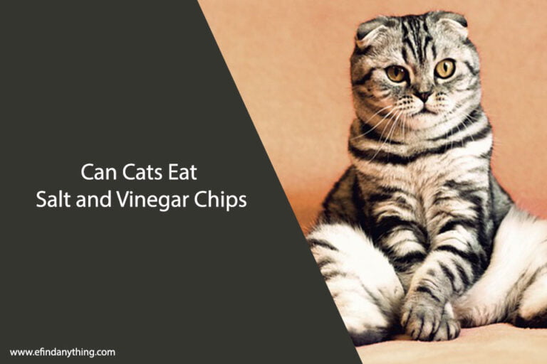 Can Cats Eat Salt and Vinegar Chips