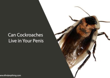 Can Cockroaches Live in Your Penis