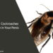 Can Cockroaches Live in Your Penis