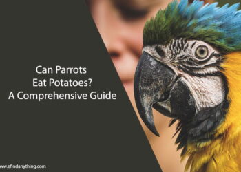 Can Parrots Eat Potatoes