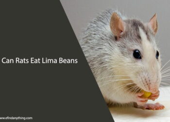 Can Rats Eat Lima Beans