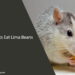 Can Rats Eat Lima Beans