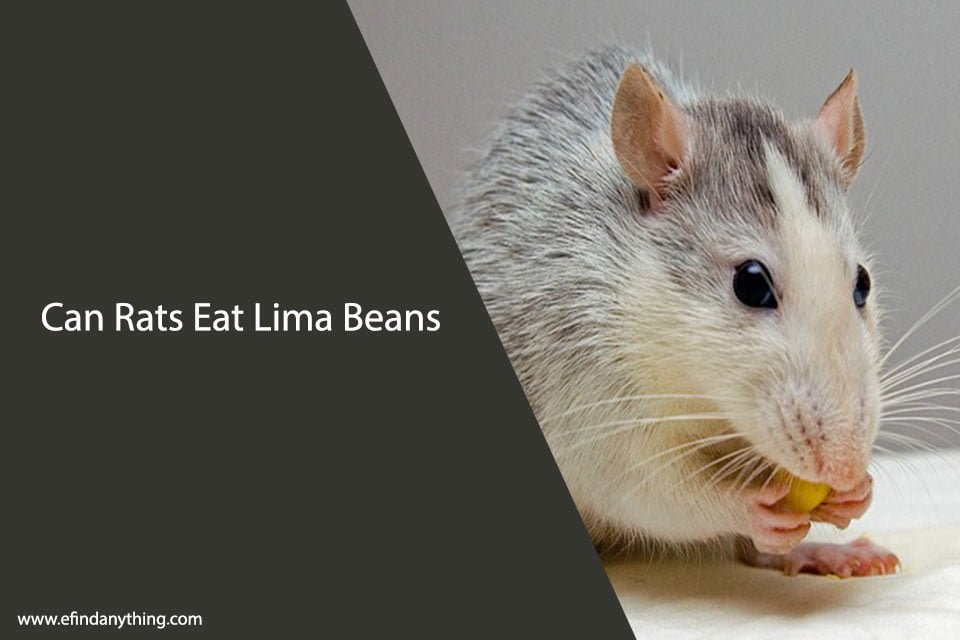 Can Rats Eat Lima Beans