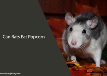 Can Rats Eat Popcorn
