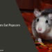 Can Rats Eat Popcorn