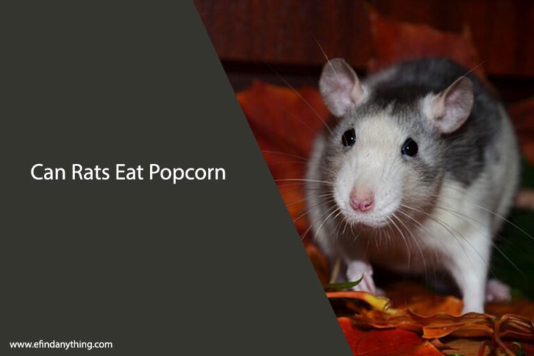 Can Rats Eat Popcorn