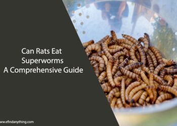 Can Rats Eat Superworms