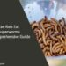 Can Rats Eat Superworms