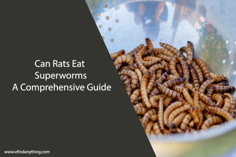 Can Rats Eat Superworms