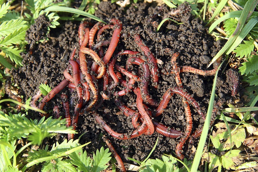 Red Worms