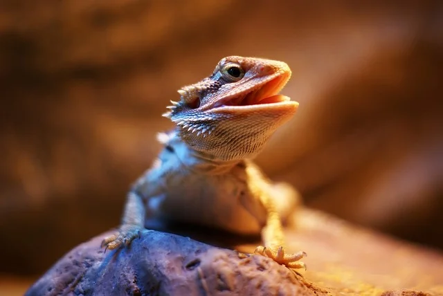 Can Bearded Dragons Eat Okra