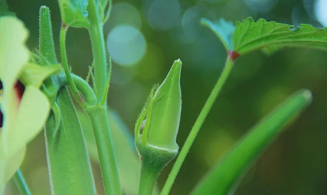 Can Bearded Dragons Eat Okra