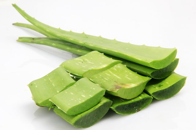 How To Feed Aloe Vera To Bearded Dragons