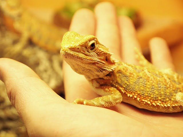 Can Bearded Dragons Eat Aloe Vera Leaves