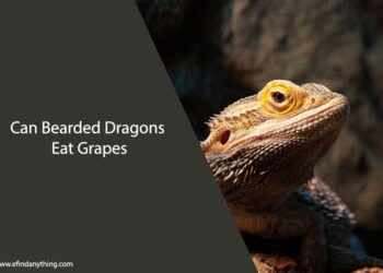 Can Bearded Dragons Eat Grapes